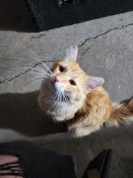 Found/Stray Male Cat last seen Hazel, Saint Paul, MN 55119