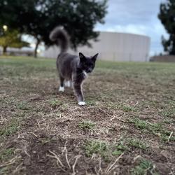 Lost Male Cat last seen Grandy and snow rd, Bakersfield, CA 93308
