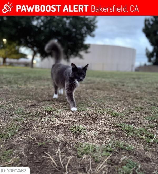 Lost Male Cat last seen Grandy and snow rd, Bakersfield, CA 93308