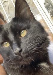 Lost Male Cat last seen Washington high apt., Worcester, MA 01602
