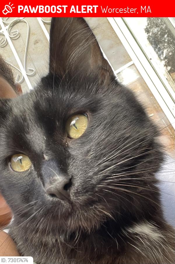 Lost Male Cat last seen Washington high apt., Worcester, MA 01602