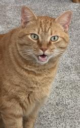 Lost Male Cat last seen Post Road-The Cascades neighborhood, Melbourne, FL 32934