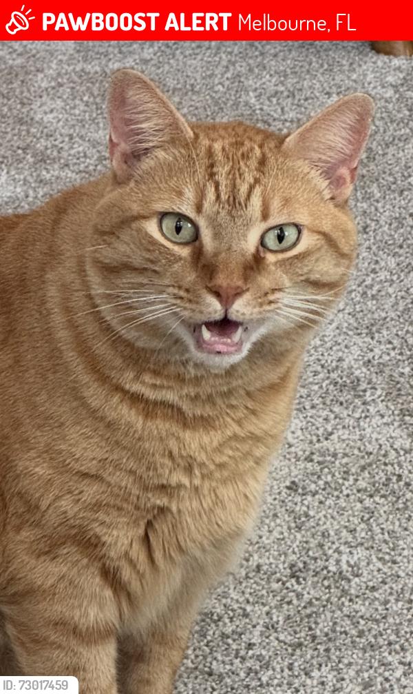 Lost Male Cat last seen Post Road-The Cascades neighborhood, Melbourne, FL 32934