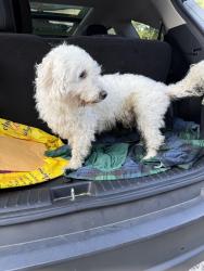Found/Stray Unknown Dog last seen Forest Ridge Sterling, Sterling, VA 20164