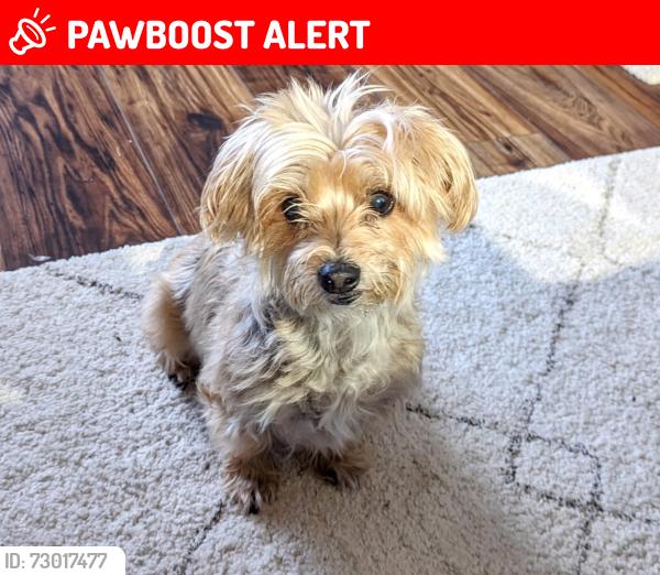 Lost Female Dog last seen Chandler Xing and Melissa Xing (Kyles Station Meadows) in Liberty twp, Liberty Township, OH 45044
