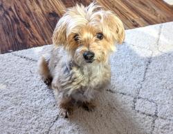 Lost Female Dog last seen Chandler Xing and Melissa Xing (Kyles Station Meadows) in Liberty twp, Liberty Township, OH 45044
