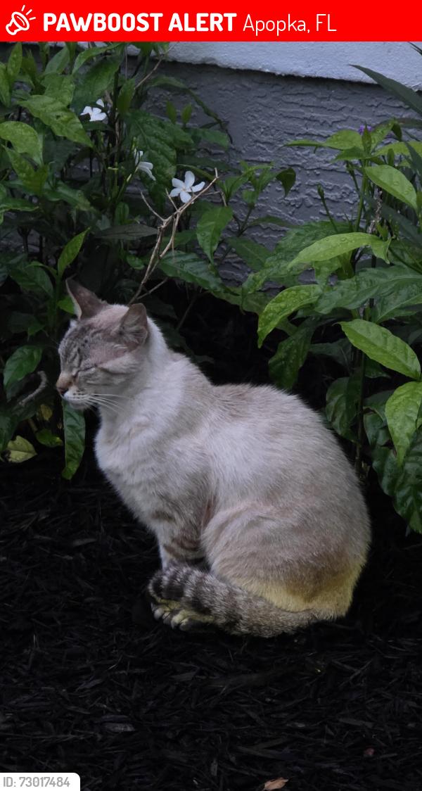 Lost Male Cat last seen Palm view drive and Palm Vista Drive, Apopka, FL 32712