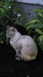 Lost Male Cat last seen Palm view drive and Palm Vista Drive, Apopka, FL 32712