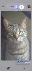 Lost Female Cat last seen wheatland and sebastian crescent cambridge, Cambridge, ON N1P 1C6