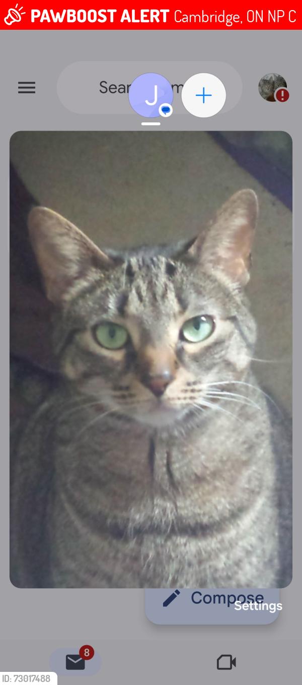 Lost Female Cat last seen wheatland and sebastian crescent cambridge, Cambridge, ON N1P 1C6
