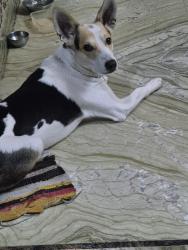 Lost Male Dog last seen Surajkund international crafts mela, Faridabad, HR 