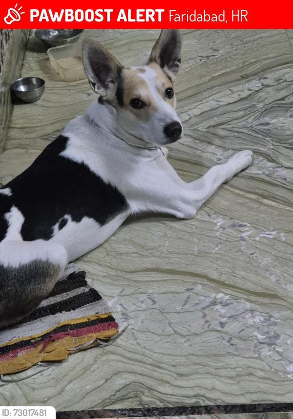 Lost Male Dog last seen Surajkund international crafts mela, Faridabad, HR 