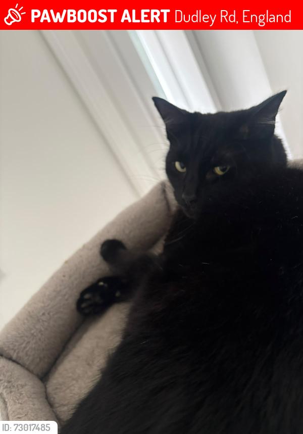 Lost Male Cat last seen Dudley road, Dudley Rd, England 