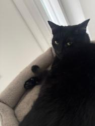 Lost Male Cat last seen Dudley road, Dudley Rd, England 