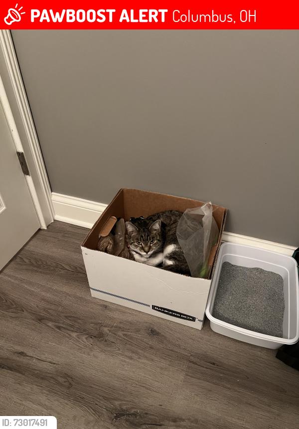 Lost Female Cat last seen Hamilton road and Morse , Columbus, OH 43230