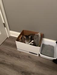 Lost Female Cat last seen Hamilton road and Morse , Columbus, OH 43230