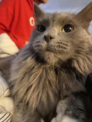 Reunited Male Cat last seen Baldwin & Stewart Baldwin & BlueBush Baldwin & Elm, Monroe, MI 48162