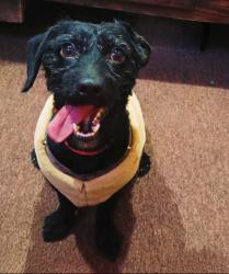 Lost Male Dog last seen En calle Miguel Hidalgo por la escuela culinaria internacional, 004, Méx. 