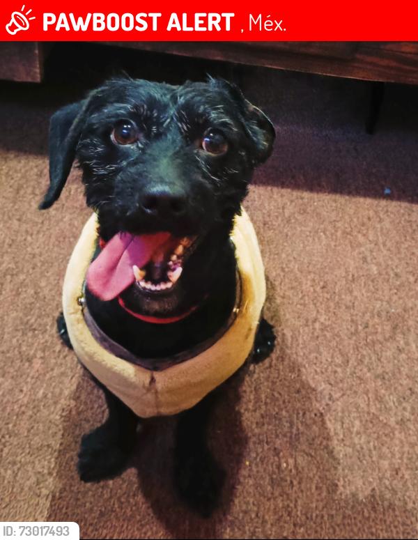 Lost Male Dog last seen En calle Miguel Hidalgo por la escuela culinaria internacional, 004, Méx. 