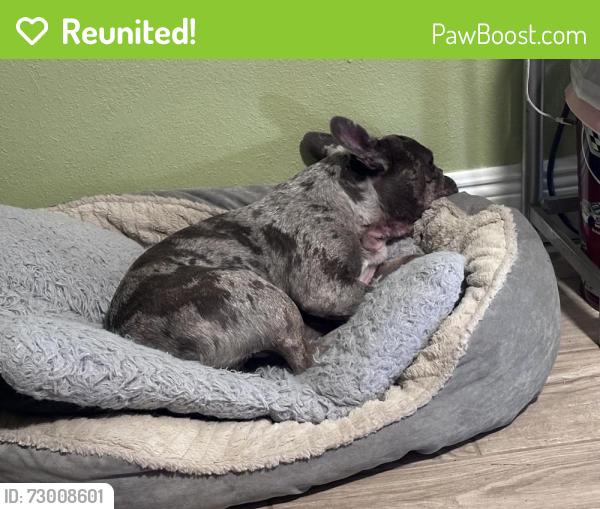 Reunited Male Dog last seen Riverside and Gleason park, Satellite Beach, FL 32937