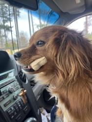 Reunited Male Dog last seen Was on my front porch on an extendable blue leash secured to bench seat on porch, while I was mowing grass.  Came to front of yard after mowing briefly in back of yard, and Tango was not there anymore? , Mooresville, NC 28115