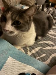 Found/Stray Unknown Cat last seen Scottsdale Rd & Oak, Scottsdale, AZ 85257