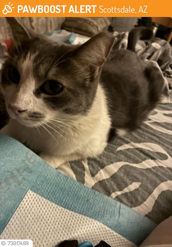 Found/Stray Unknown Cat last seen Scottsdale Rd & Oak, Scottsdale, AZ 85257