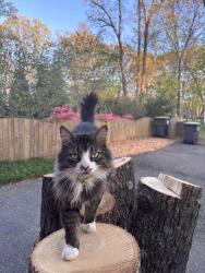 Lost Male Cat last seen Swanhurst dr and foxstone , Midlothian, VA 23113