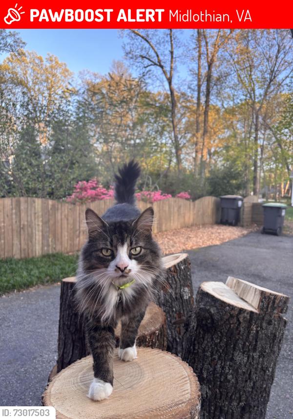 Lost Male Cat last seen Swanhurst dr and foxstone , Midlothian, VA 23113
