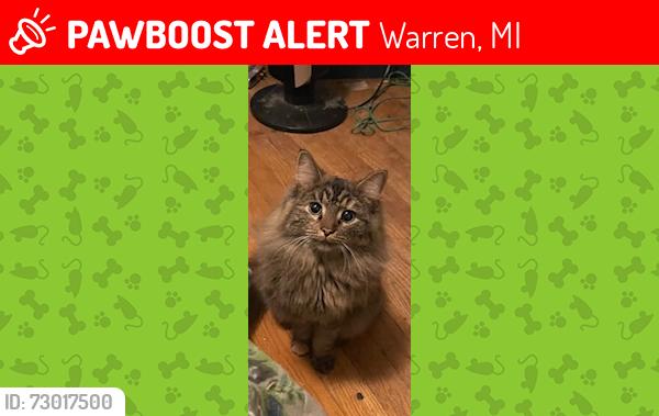 Lost Female Cat last seen 13 mile and schoonher , Warren, MI 48088