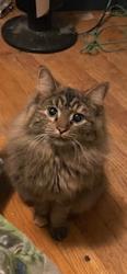 Lost Female Cat last seen 13 mile and schoonher , Warren, MI 48088