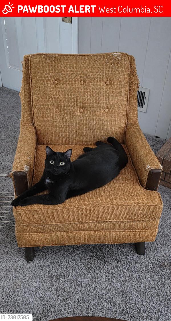 Lost Male Cat last seen Cheehaw ave, West Columbia, SC 29170