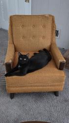 Lost Male Cat last seen Cheehaw ave, West Columbia, SC 29170