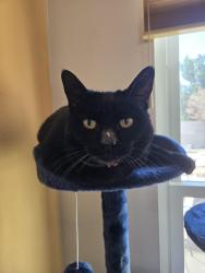 Lost Female Cat last seen Montano and Coors, Albuquerque, NM 87120