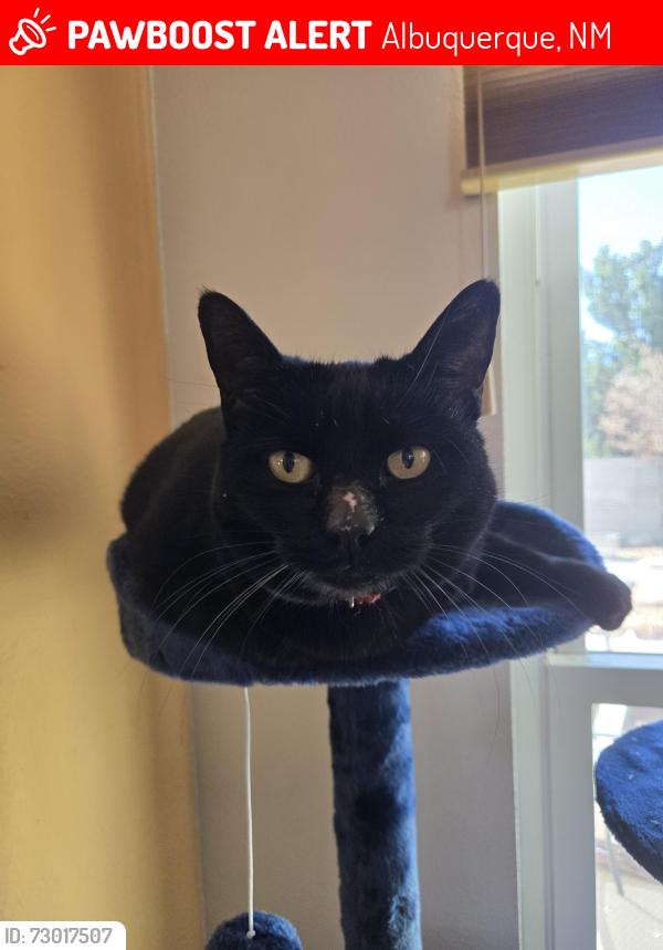 Lost Female Cat last seen Montano and Coors, Albuquerque, NM 87120