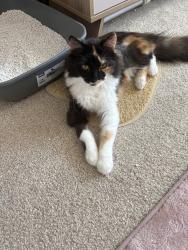 Reunited Female Cat last seen Shay lane , Crofton, England WF4 1NY