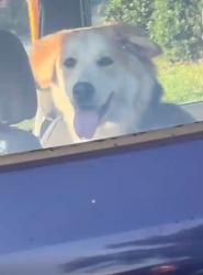 Reunited Male Dog last seen The Crossby at town center , Sanford, FL 32771