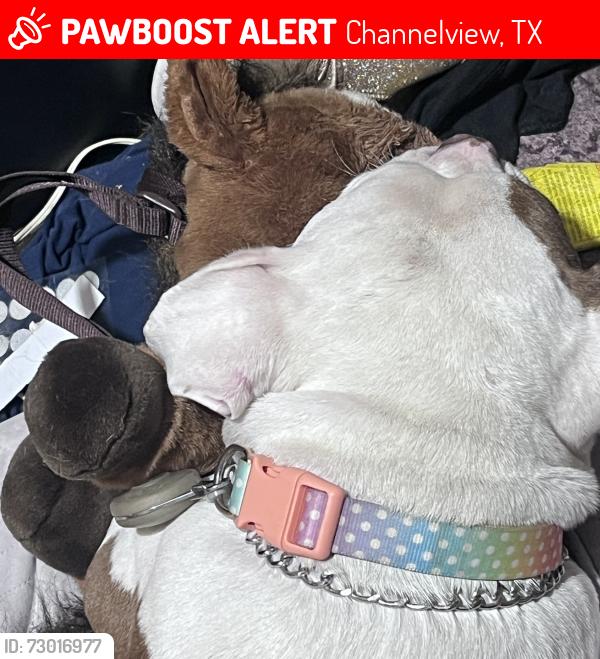 Lost Female Dog last seen I10 , Channelview, TX 77530