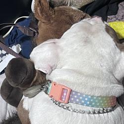 Lost Female Dog last seen I10 , Channelview, TX 77530