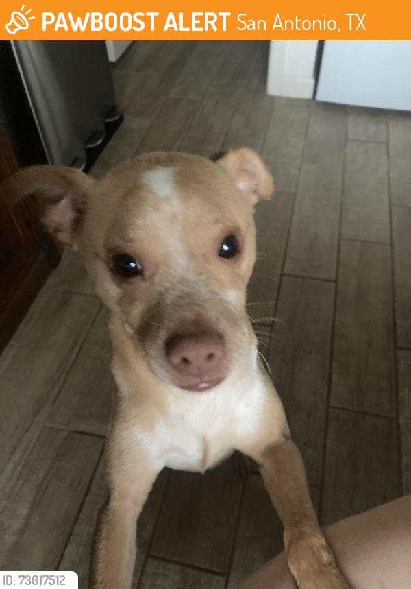 Found/Stray Male Dog last seen Corian Park Drive and Maple Park Drive, San Antonio, TX 78249