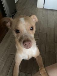 Found/Stray Male Dog last seen Corian Park Drive and Maple Park Drive, San Antonio, TX 78249