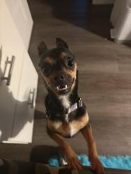 Found/Stray Female Dog last seen Bonnie Doone, Fayetteville, NC 28303