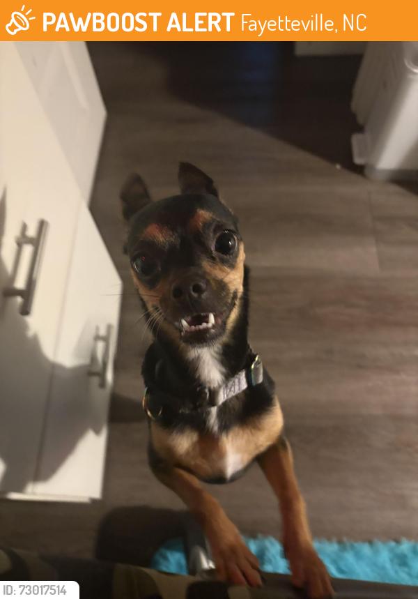 Found/Stray Female Dog last seen Bonnie Doone, Fayetteville, NC 28303