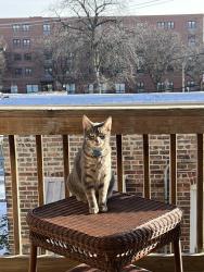 Reunited Male Cat last seen California and Division, Humboldt Park, Chicago, IL 60622