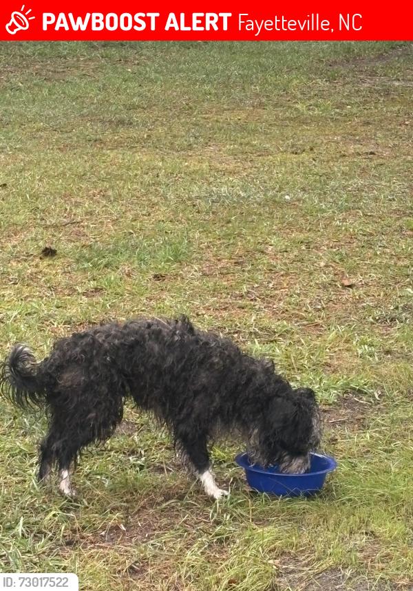 Lost Unknown Dog last seen Mcdougal and aftonshire dr, Fayetteville, NC 28304