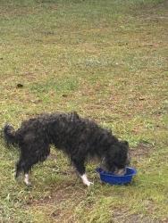 Lost Unknown Dog last seen Mcdougal and aftonshire dr, Fayetteville, NC 28304