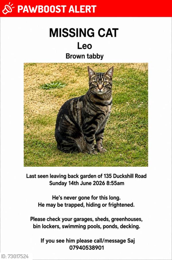 Lost Male Cat last seen Duckshill road Northwood Ha62sq , Greater London, England HA6 2SQ