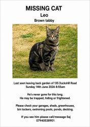Lost Male Cat last seen Duckshill road Northwood Ha62sq , Greater London, England HA6 2SQ
