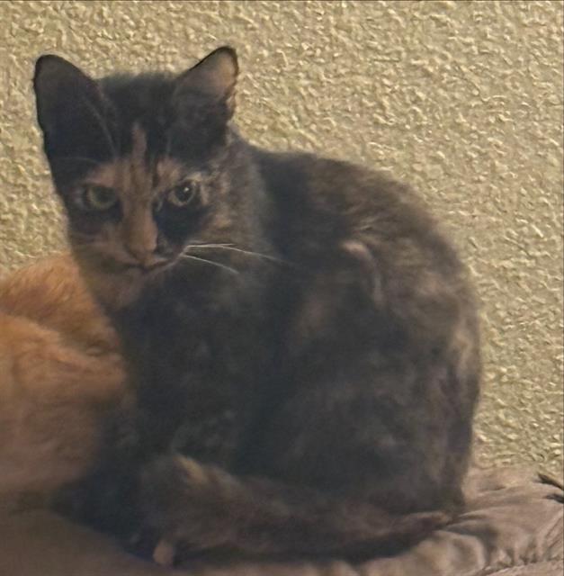 Shelter Stray Female Cat last seen Near BLOCK CROSS CREEK, 4710 TX-151, San Antonio, TX 78227, USA