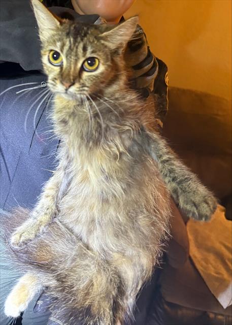 Shelter Stray Female Cat last seen Near BLOCK CROSS CREEK, 4710 TX-151, San Antonio, TX 78227, USA